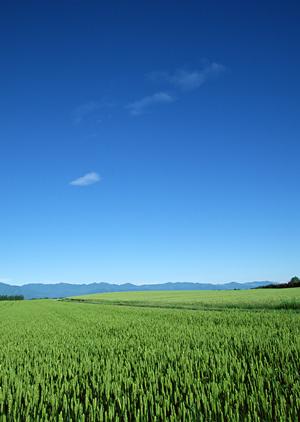 静岡市に根ざした安心の葬儀サービス:富士葬祭 清水の特徴と利用ポイント